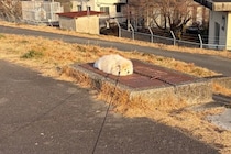 散歩中、完全に拗ねてしまった犬→まさかの『冤罪』と『理不尽な主張』が286万表示「演技派すぎるｗ」「クッション落ちてるのかと思った」の声