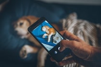 犬をスマホで撮る時に絶対してはいけないNG行為4選