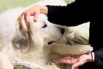 頑張って薬を飲んだ超大型犬→『えらいね』と褒めた結果…想定外な『まさかの展開』が116万再生「タイミングｗｗ」「誤魔化し方うまくて草」