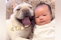 赤ちゃんの横で、犬が『大きなあくび』をした結果→影響を受けてしまい…あまりにも尊い光景が179万再生「最高に可愛い」「なにこの幸せ空間」
