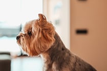 犬が嫌がる絶対NGな『触り方』5選　愛犬に嫌悪感を与えるスキンシップとは？