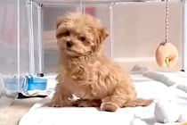 生まれつき『前足』がない保護犬→大切に育てた結果…勇気を貰える『ハンデを感じさせない現在』に反響「パワー貰った」「まるで天使みたい」