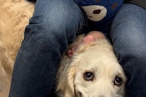 『えへへ…勘弁してください』病院の待合室で診察を待つ大型犬→獣医師が迎えにくると…まさかの『人間のような誤魔化し方と表情』がSNSで話題