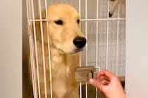 なかなかケージに入らない大型犬→なんとか入れようとした結果、扉に挟まってしまい…『まさかの表情』が91万再生「吹き出したｗ」「たまらん」