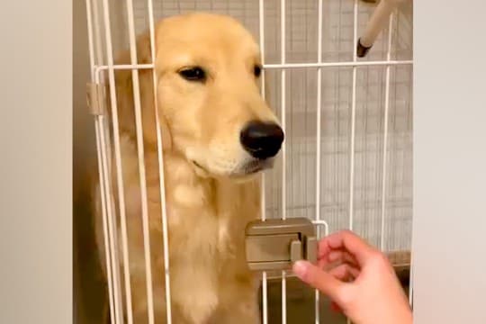 なかなかケージに入らない大型犬→なんとか入れようとした結果、扉に挟まってしまい…『まさかの表情』が91万再生「吹き出したｗ」「たまらん」