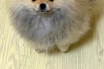 外国人に『かわいいタヌキの赤ちゃん』と言われた子犬→思わず納得する『赤ちゃん時代』に4万いいね集まる「確かにたぬきｗ」「かっわいい…」