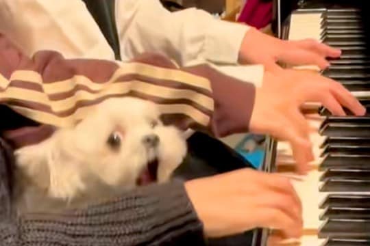 3姉妹でピアノの連弾をしていたら犬が乱入してきて…思いもよらない『まさかのブチギレ』が24万再生「なんでww」「わちゃわちゃたまらん」