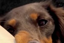 アイスのおねだりに失敗した犬→完全に拗ねてしまって…思わず笑う『ふてくされた表情』が12万再生「大変なことになってて草」「ピカソの絵」