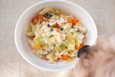 犬の鼻先とフードボウル