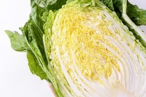 犬に『白菜』を与えても大丈夫？食べさせる前に押さえておきたいポイントまで