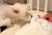 生まれたばかりの赤ちゃんと初対面した３匹の犬→心配していたら…あまりにも尊い『意外な反応』に反響「幸せな空間」「優しい姿にほっこり」