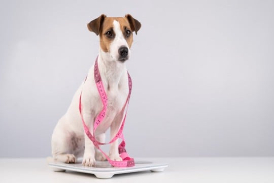 愛犬が肥満かどうかを判断する方法3つ なぜ太ってしまうの?体型維持のコツまで