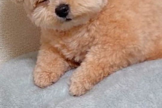 毛布に寄りかかる犬→そのまま眠ってしまい…ぬいぐるみ過ぎる『寝姿』に14万いいね集まる「え、ぬいぐるみじゃないの?」「燃料切れw」と絶賛