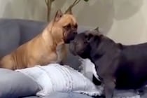 『お散歩行こう』と犬に耳打ちした結果→なぜか他の犬の場所へ行き…まさかの行動が67万再生「呼びに行くの愛おしい…」「なんて賢い」と称賛