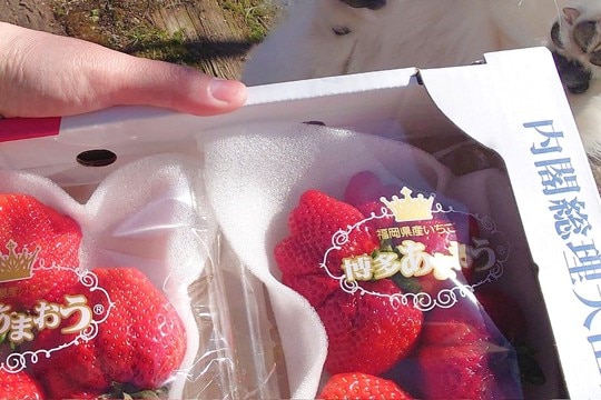 犬が『大好物のいちご』を見た結果→絶対に無視できない『反則すぎる表情とおてて』に17万いいね「アザラシで可愛い」「素晴らしい」と悶絶