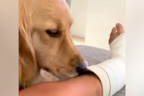 足を骨折した男の子→心配した『大型犬』がギブスを舐めた結果…辛辣過ぎる『まさかのリアクション』が94万再生「吹いたｗ」「クセになるよね」