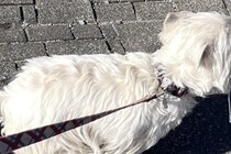 『草むらで拾った落とし物』を持って歩く犬→気に入ってしまった『まさかの物』が可愛すぎると14万表示「初心者なんだよねｗ」