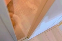 家に帰ったら、お留守番をしていた『ハスキー犬』が拗ねていて…無言でしていた『まさかの嫌がらせ』が46万再生「拗ね方ｗｗ」「愛おしい…」