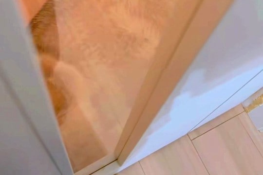 家に帰ったら、お留守番をしていた『ハスキー犬』が拗ねていて…無言でしていた『まさかの嫌がらせ』が46万再生「拗ね方ww」「愛おしい…」