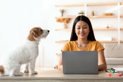 仕事する女性を見つめる犬