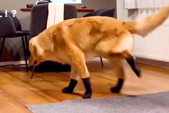 生まれて初めて『靴』を履いた大型犬→想像以上だった『まさかの動き方』が37万再生「ごめんなさい大爆笑しましたｗｗ」「おもろすぎる」と反響