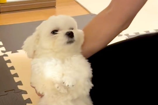 夜、『ひとりで寝たくない』と訴える犬→心を鬼にして『今日は別々で寝よう』としたら…思わず共感する展開が16万再生「無理」「仕方ないw」