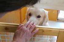 おばあちゃんのことが苦手な大型犬→諦めずに愛情を注ぎ続けた結果…心を開いて見せた『態度の変化』に感動「優しさが伝わった」「いい笑顔」
