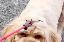 お母さんの代わりに、息子が『犬の散歩』をした結果→露骨すぎる『態度の違い』が245万再生「顔がｗｗ」「こんな表情の犬いるんｗ」と爆笑の声