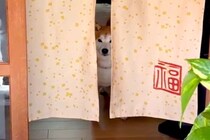 『お散歩拒否』する犬→見かねたおじいちゃんおばあちゃんが…まさかの『お年寄りの知恵』で対抗する光景が19万再生「コントで草」「可愛いｗ」