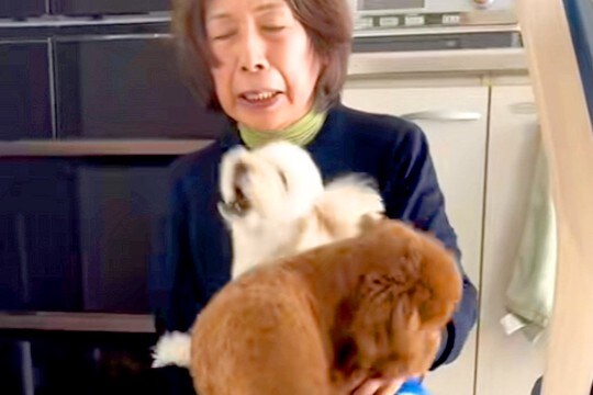 おばあちゃんを『熱烈大歓迎』する2匹の犬→おじいちゃんが帰ってくると…あからさま過ぎる『対応の差』が切ないと反響「笑った」「面白すぎる」