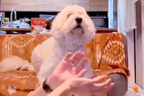 『ボールが突然消えるマジック』を大型犬に披露→引っ掛かるか検証した結果…「かわいすぎる」「いいリアクション」とSNSで反響