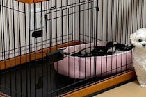 犬のハウスの扉を閉めたままにしていたら…『まるで小学生の時の私みたい』健気すぎる表情に3万いいね集まる「私も経験あるｗ」「例えがうまい」