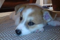 20年前、ゴミ箱に捨てられていた子犬を発見→保護後『たっぷりの愛情』を注いだ結果…奇跡的な『現在の光景』に称賛の声「天使」「ありがとう」