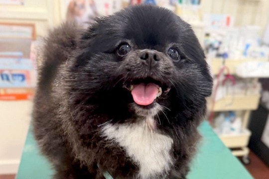 病院の診察台で笑顔を見せていた犬→『注射』と聞こえた瞬間に…もはや別犬な『わかりやすい表情』に反響「即オチ2コマ漫画で草」「可愛いw」