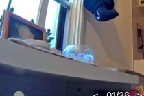 亡くなった犬の祭壇に『お供え物』を置いた結果→朝になったら消えていて…カメラが捉えた『まさかの犯行現場』が53万表示「犯人かわいすぎｗ」