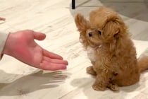 『おかわり』練習中の赤ちゃん犬→なかなかできなくて…思わず悶絶する『尊い光景』が200万再生「過呼吸になる可愛さ」「届きそうで届かない」