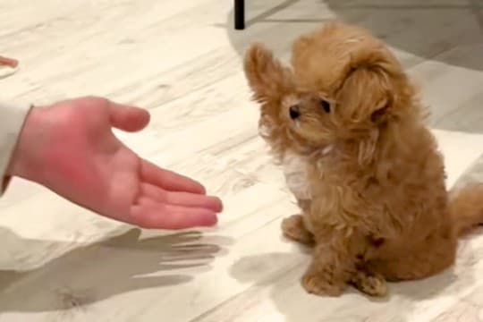 『おかわり』練習中の赤ちゃん犬→なかなかできなくて…思わず悶絶する『尊い光景』が200万再生「過呼吸になる可愛さ」「届きそうで届かない」