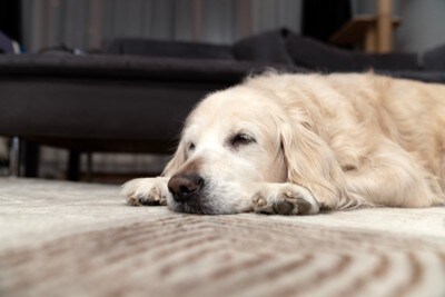ぐったり床に伏せる犬