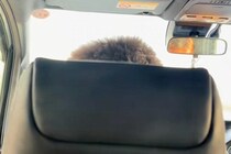 車の後部座席から助手席を撮影→『人の頭が映っている』と思いきや…目を疑う『まさかの正体』が35万再生「騙されたｗｗ」「何回見ても笑う」