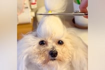 犬の『ちょんまげ』をまとめて切った結果→予想を超える『衝撃の髪型』が176万再生「えのきみたいで草」「可愛いわたあめｗｗ」と爆笑続々