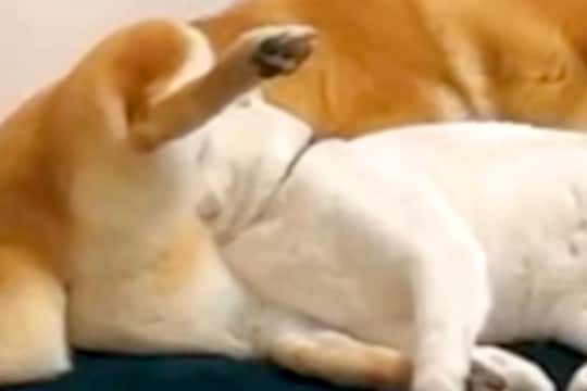 保護猫のトライアル→先住犬と一緒に過ごした結果…想像以上に『仲良しになった光景』が7万再生「家族すぎてｗ」「馴染み過ぎてる」と絶賛