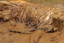 大型犬とドライブデートしていたら、20分後に…もはや犬とは思えない『衝撃の光景』が30万表示「大笑いしたｗｗ」「やり切ってドヤ顔なの草」