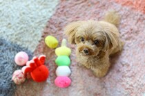 犬の気持ちが乗らない『おもちゃ』の特徴4つ　すぐに遊ぶのをやめてしまう玩具の共通点とは？