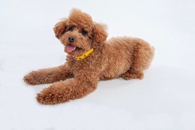 茶のトイプードル