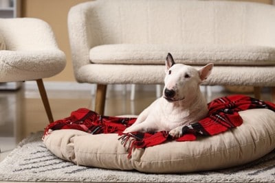 クッションで温まる犬