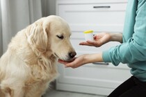 寒さが「痛み」を呼ぶ…愛犬の『関節炎』を和らげる家庭で出来る「3つのポイント」を獣医が解説