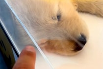 姉犬と離れ離れになった妹犬→SNSを通じて『感動の再会を果たした』と思ったら…『予想外の展開』が気まずいと爆笑「オチがｗｗ」「完璧すぎ」