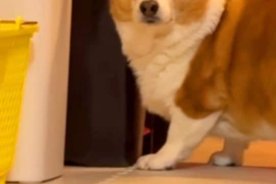 犬のためにボールを投げた結果→隙間に入り、取れなくなってしまい…思わず吹き出す『表情』が話題に「無言の圧で草」「めっちゃ見てるww」