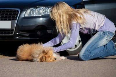 車の前で倒れる犬を触る女性