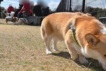 ドッグランを訪れた犬→周りの犬が元気すぎて…馴染めずに見せた『切ない表情』に3万いいね「顔に悲壮感が漂ってる」「私と同じタイプｗ」と反響